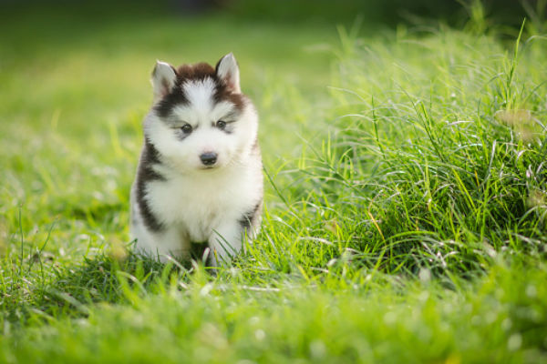 50 Best 6-Letter Dog Names and Their Meaning