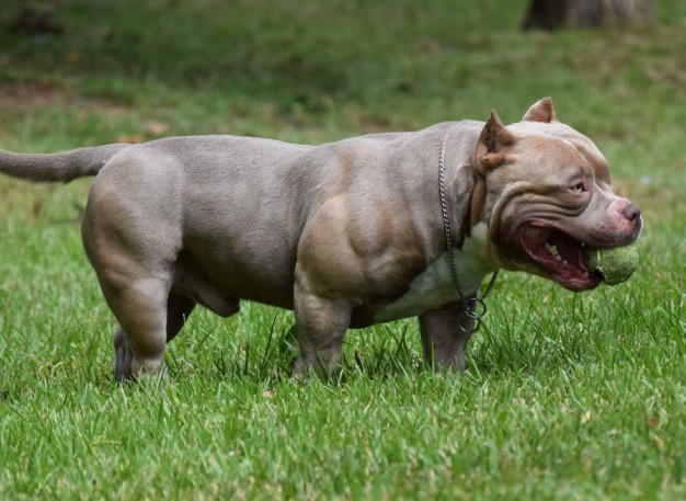 American Bully XL, Price, Weight and Size