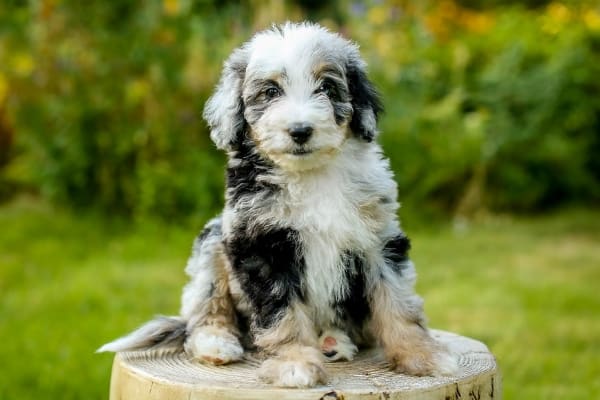 Aussiedoodle Owner’s Guide
