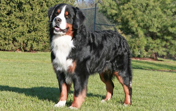 Bernese Mountain Dog Owner’s Guide
