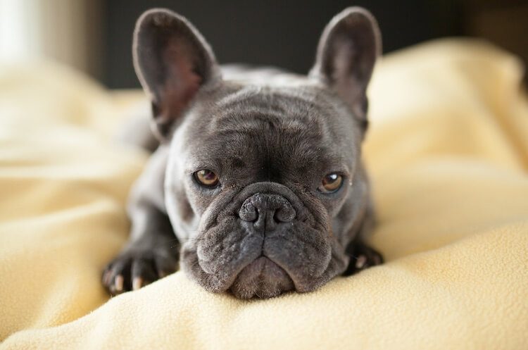 Blue French Bulldog Owner’s Guide