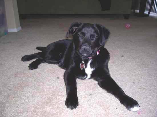 Border Collie Lab Mix Owner’s Guide