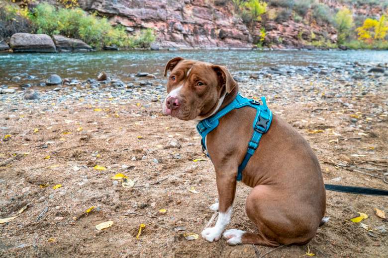 Buying a Harness for Your Dog? What To Consider