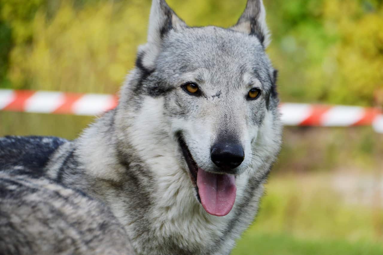 German Shepherd Wolf Mix Owner’s Guide