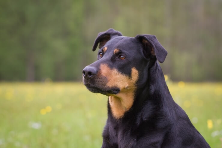 Rottweiler Lab Mix Owner’s Guide