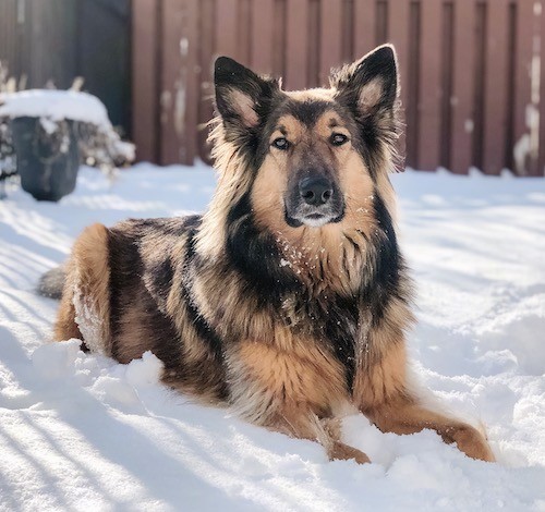 Border Collie German Shepherd Mix Owner's Guide | Our Fit Pets