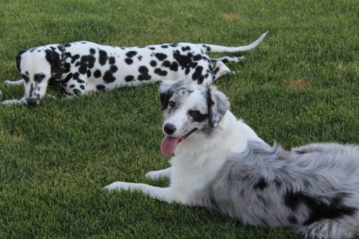 100 Black and White Dog Names – Bicolor Dog Names