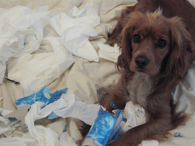 My Dog Ate Kleenex Will He Get Sick?