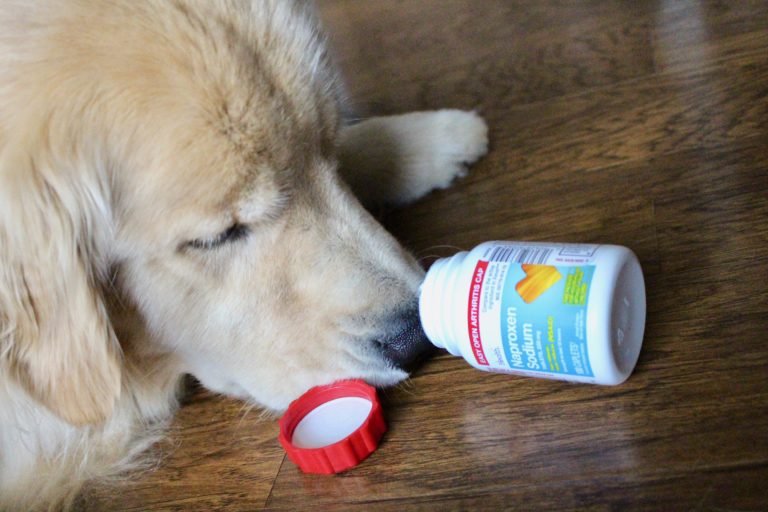 My Dog Ate Loperamide What Should I Do? - Our Fit Pets
