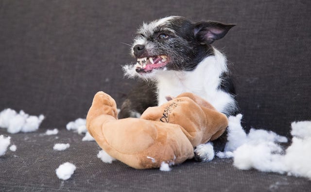 My Dog Ate Polyester Stuffing What Should I Do?