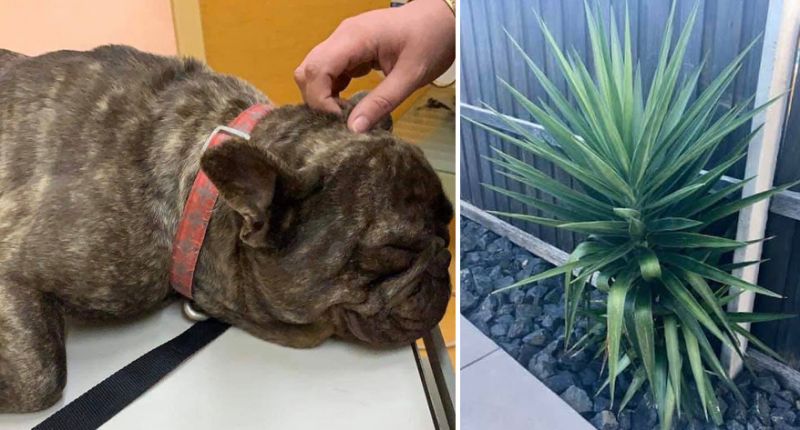 My Dog Ate Yucca Plant What Should I Do?