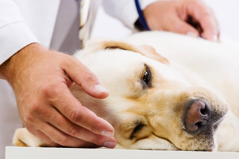 What Can I Give My Dog for Pain Relief?