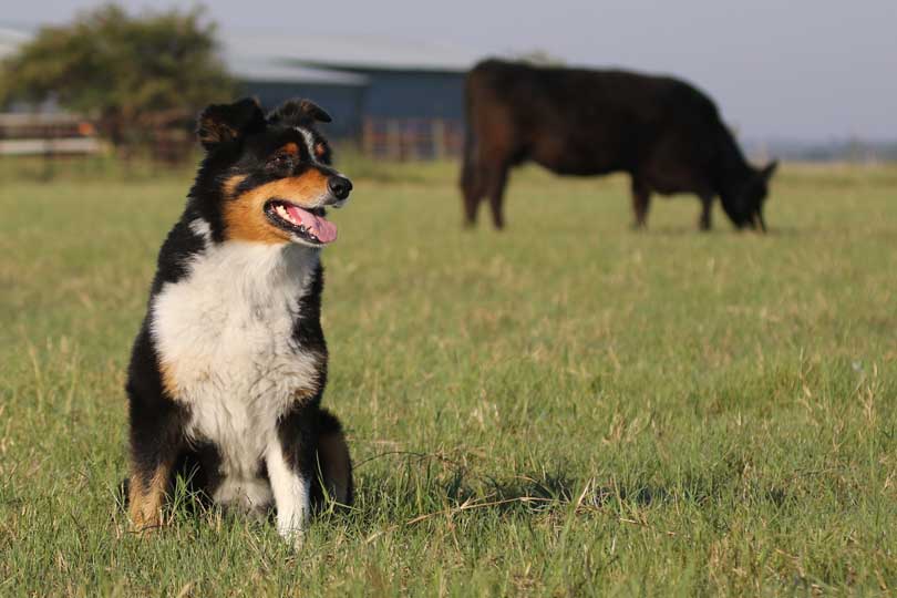 50 Farmer and Farm Themed Dog Names