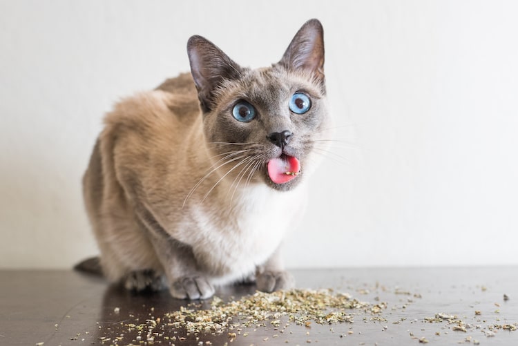 Does Catnip Really Get Your Cat High? Learn All About It