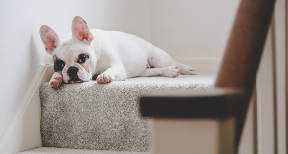 Can Dogs Get Chlamydia From Humans