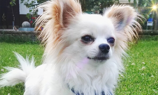 LongHaired Chihuahua Owner's Guide Our Fit Pets