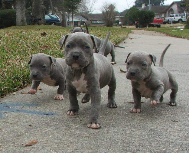 Pitbull Puppies for Sale – What To Lookout For