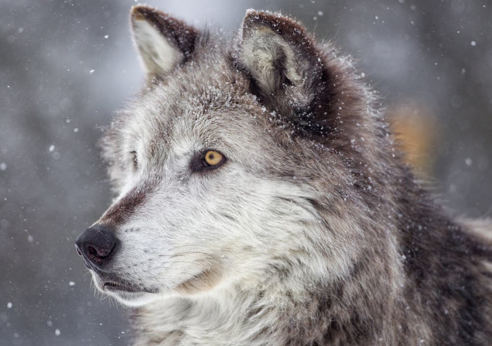 50 Wolf Names For Your Dog