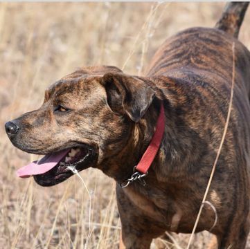 Mountain Cur Owner’s Guide