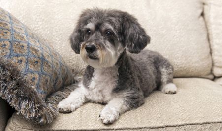 Schnoodle Owner’s Guide
