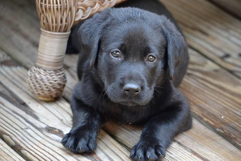 50 Best Black Dog Names