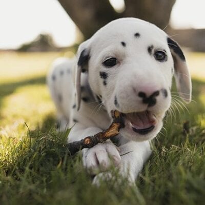 my dog ate a plastic sandwich bag