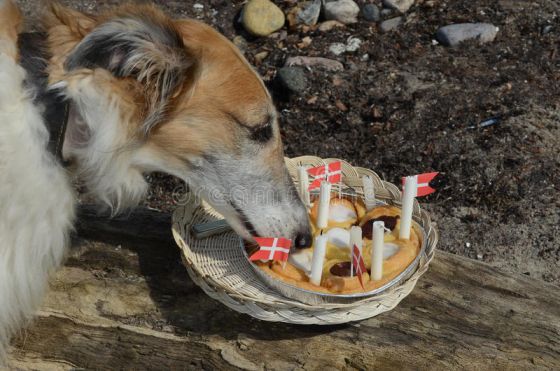 50 Danish Dog Names and Their Meaning