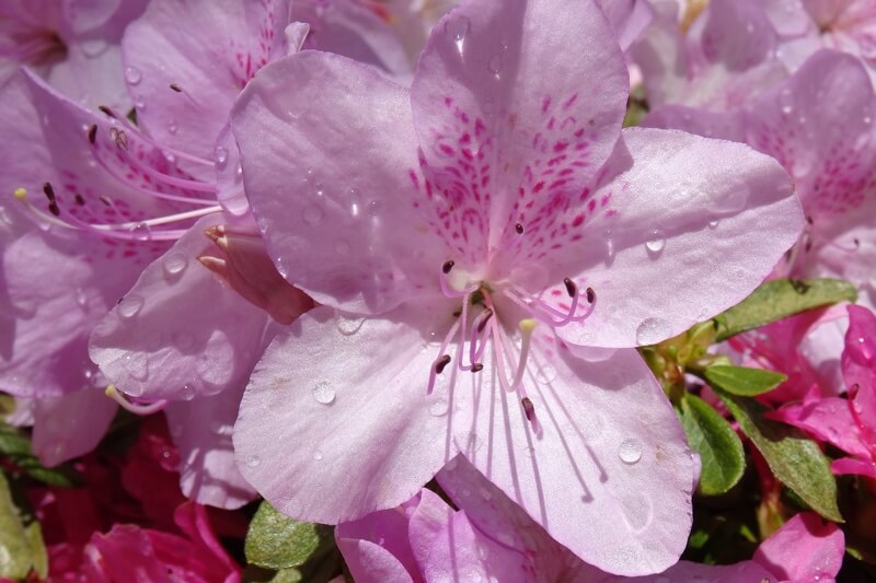 50 Lb Dog Ate A Flexeril 10 Mg Will She Be Okay