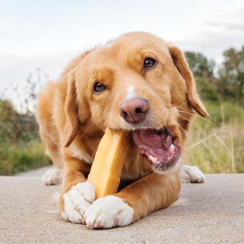 My Dog Swallowed a Yak Bone or Chew What Should I Do? (Reviewed by Vet)