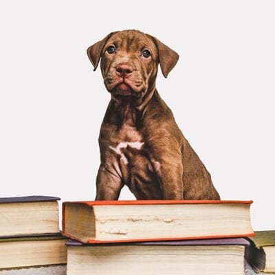 my dog ate a plastic sandwich bag