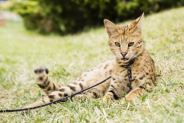 Are Serval Cats Good Pets?
