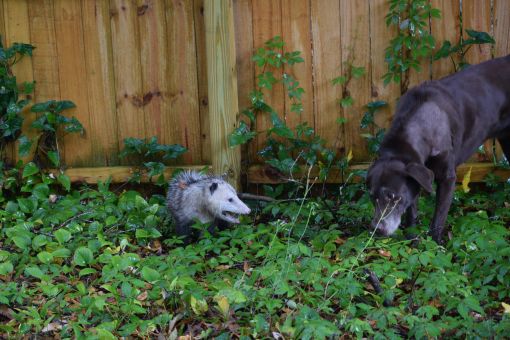 Dog Ate an Opossum