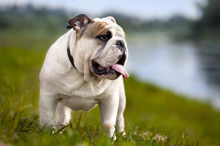 What Unethical Breeding Has Done to Bulldogs