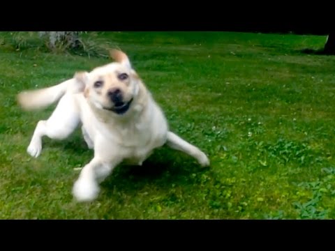 Why Do Dogs Get the Zoomies?