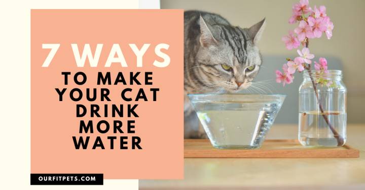 7 Ways To Make Your Cat Drink More Water