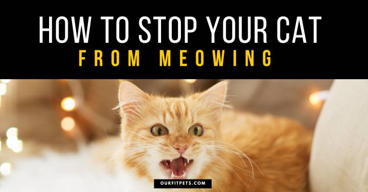 How to Stop Your Cat from Meowing
