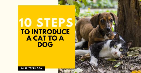 10 Steps To Introduce A Cat To A Dog