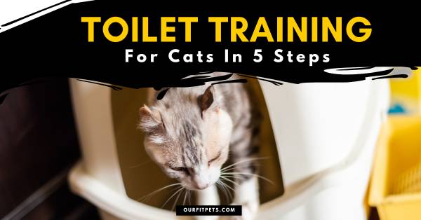 Toilet Training For Cats In 5 Steps