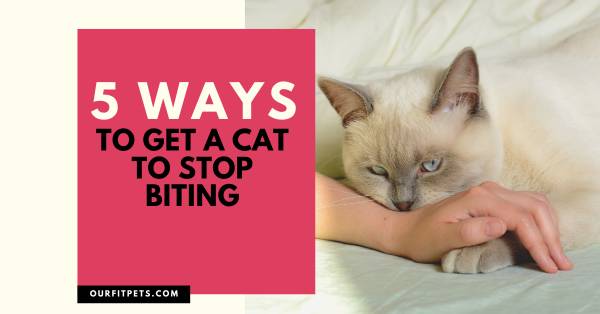 5 Ways To Get A Cat To Stop Biting