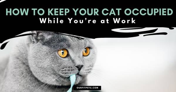 How to Keep Your Cat Occupied While You’re at Work