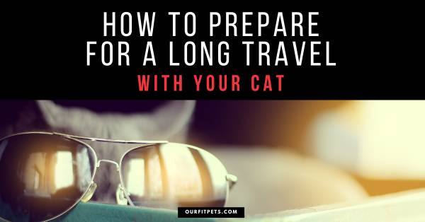 How To Prepare For a Long Travel With Your Cat