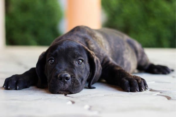 Cane Corso Price – How Much Does a Cane Corso Cost?