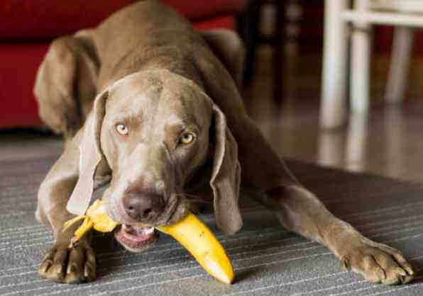 Dog ate banana peel