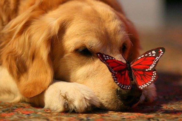 My Dog Ate a Butterfly Will He Get Sick?