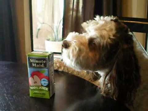 My Dog Ate a Juice Box Will He Get Sick?