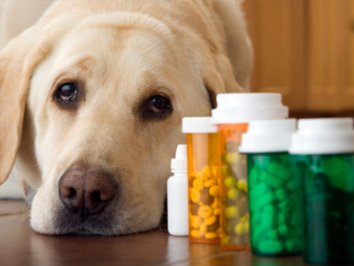 My Dog Ate Klonopin What Should I Do?