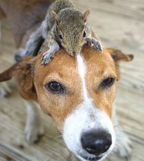 My Dog Ate a Squirrel Will He Get Sick?