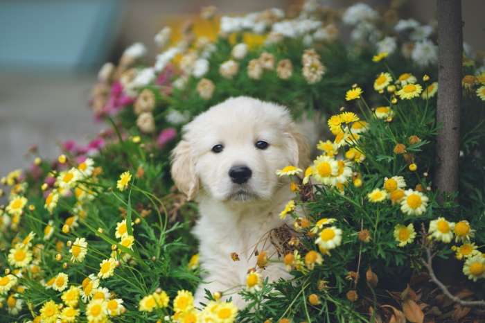 65 Flower Dog Names