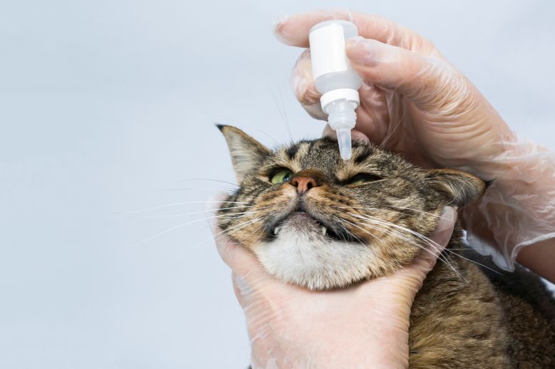 How to Administer Eye Drops to Your Cat