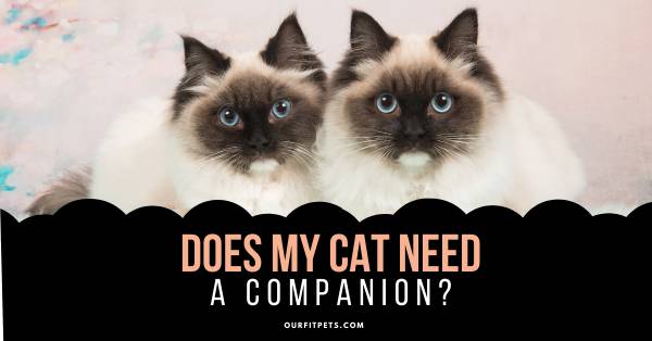 Does My Cat Need a Companion?
